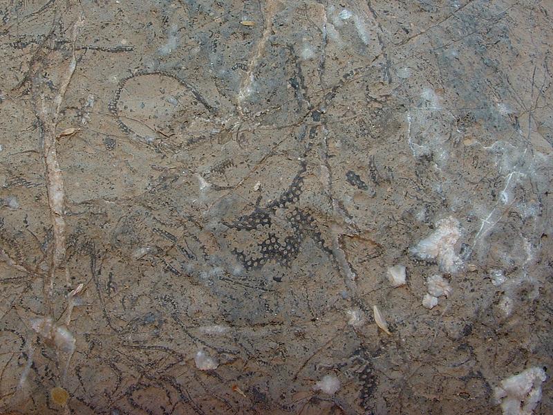 bryozoa508.jpg