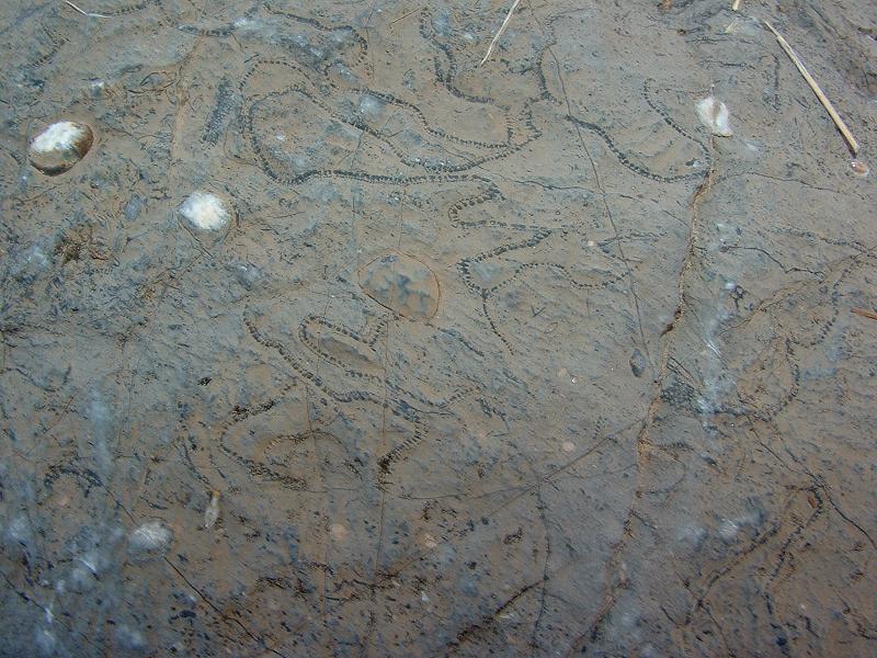 bryozoan508.jpg